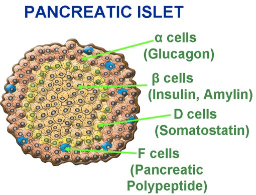 Apa sel D pankreas? - Quora