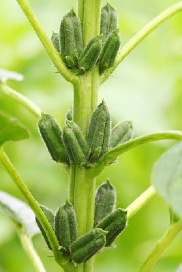 99 ($0.61/fl oz) if you are tired of buying small, pricey bottles of sesame oil, we'd recommend this choice: Is sesame a kind of nut? - Quora