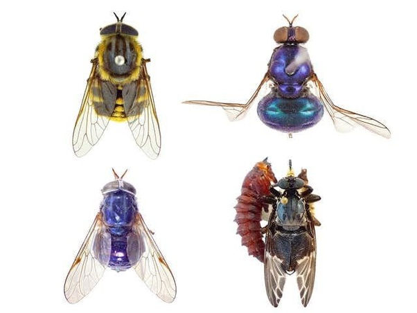 The Best 29 How Long Do Flies Live Without Food Or Water