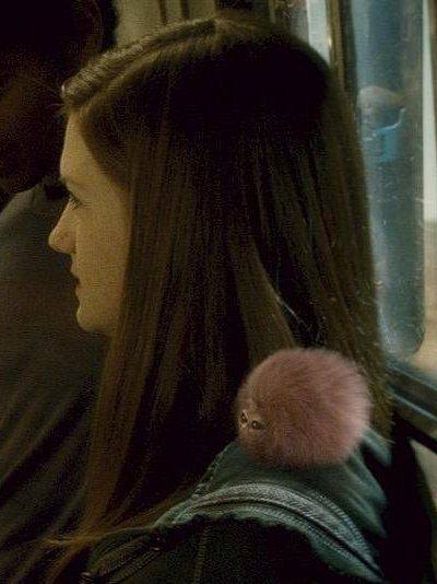 The show was a huge hit on lon. Why do students in Harry Potter universe have pets? - Quora