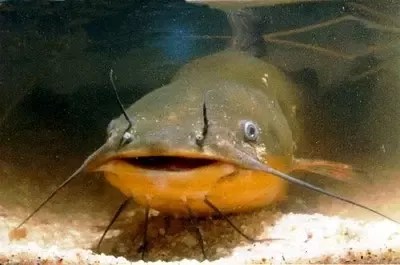 Are Tilapia Fish Bottom Feeders Quora 