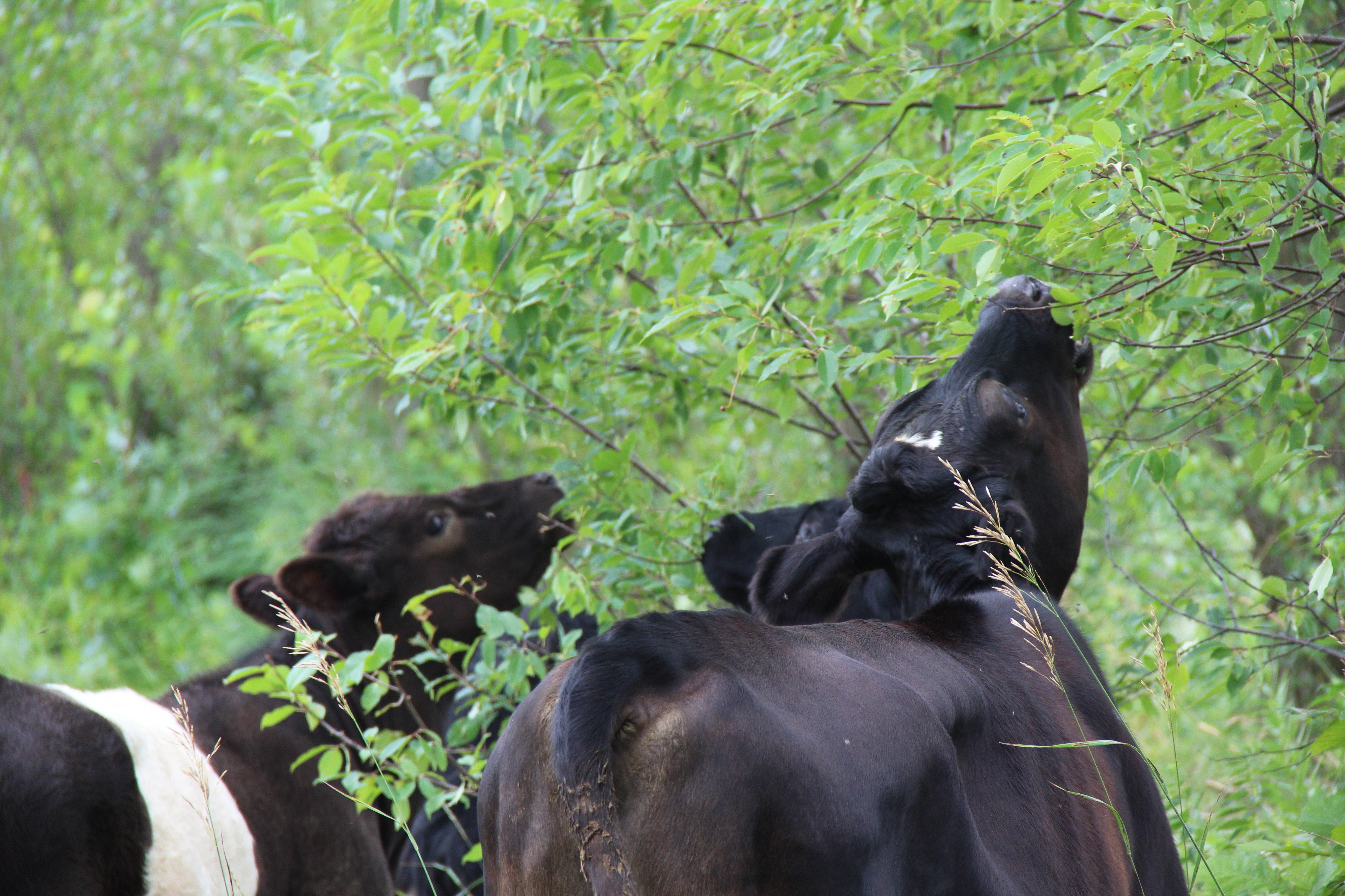 Apa metode peternakan sapi saat ini di Amerika Serikat? Bagaimana mereka  berbeda di negara lain? - Quora