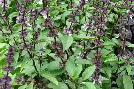This herb is also used for flavoring drinks and also for cooling purposes. What Is The Tamil Name Of Sabja Seeds And What Are Its Benifits Of Eating Sabja Seeds Quora