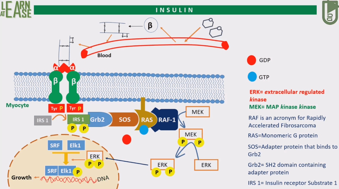 Apa perbedaan antara tirosin kinase non reseptor dan reseptor tirosin kinase?  - Quora