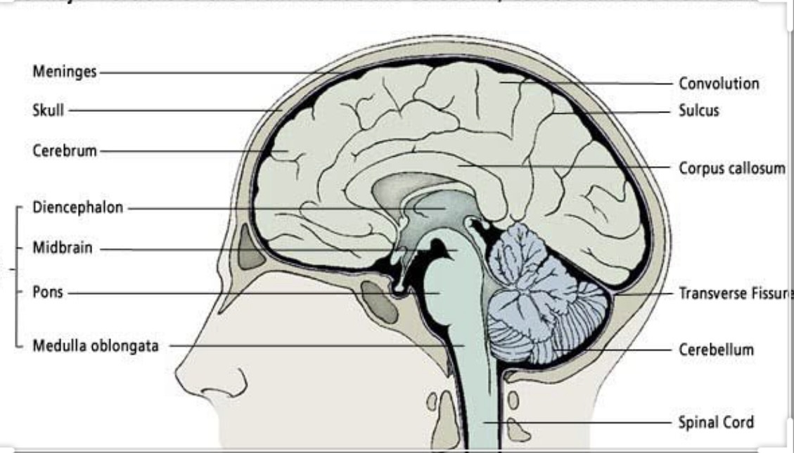 Brain down. Головной мозг анатомия. Anatomy and functional areas of the Brain. Свод мозга.