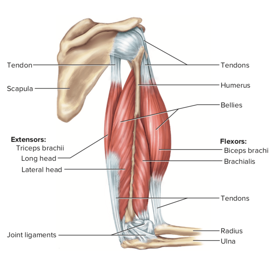 Bagaimana ligamen berbeda dari tendon? - Quora
