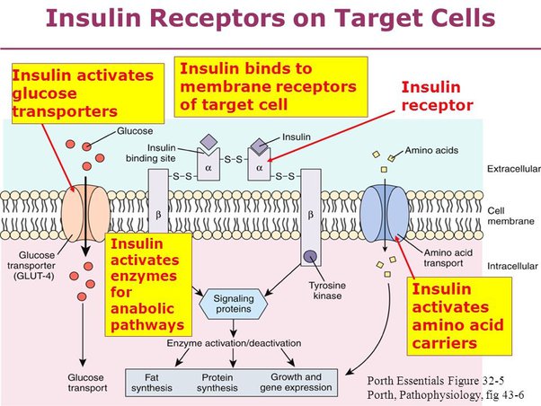 Apa sel target insulin? - Quora