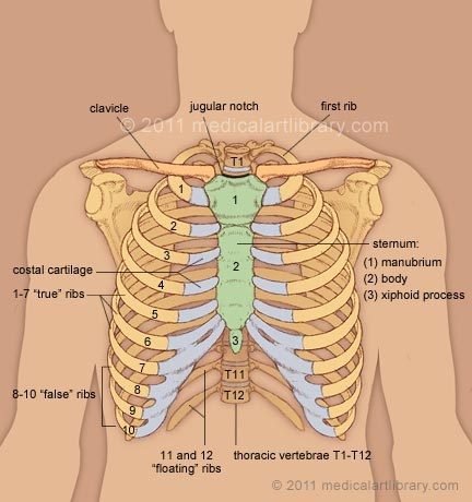 Anatomy Of Right Side Of Back Of Rib Cage . What is the purpose of the rib cage? - Quora