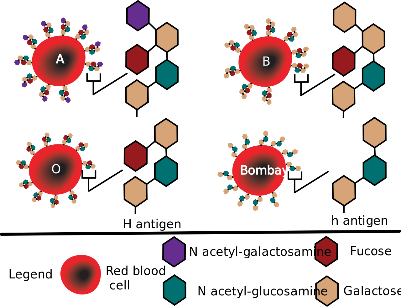 Mengapa bisa terjadi seorang anak terlahir dengan golongan darah yang  berbeda dengan orangtua kandungnya? - Quora