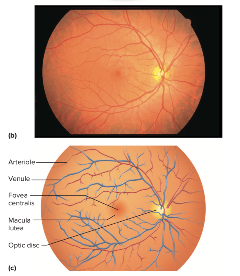 What is the difference between a macula and a retina? - Quora
