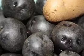 pix Black Spots On Potatoes After Cutting why do sliced potatoes turn black is