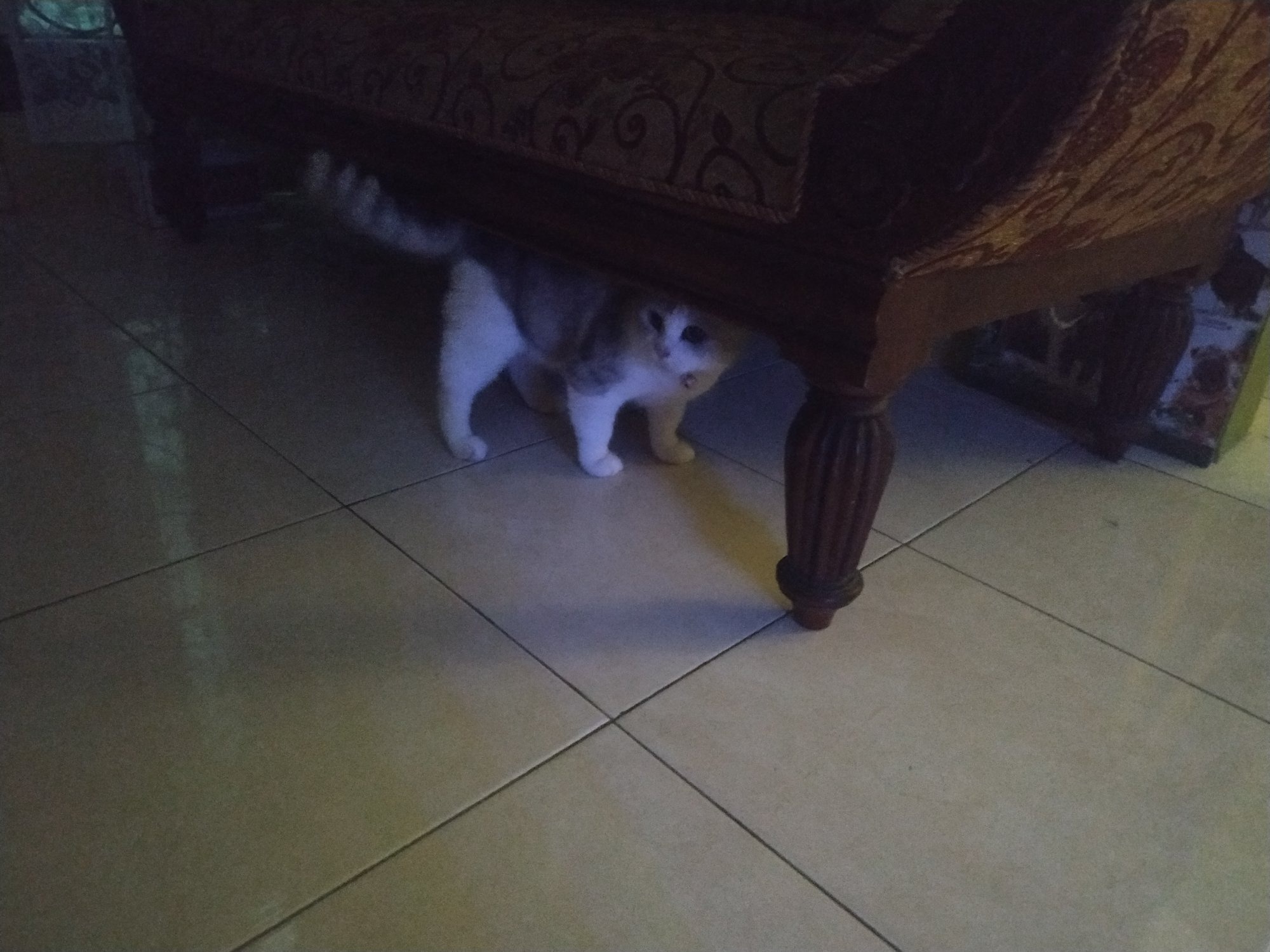 08, terjatuh dari atap rumah tetangganya ketika berusaha menyelamatkan kucing kesayangan. Itamwqfcrzodwm