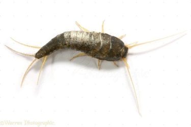 silverfish bugs lepisma dangerous background saccharina insect pest control bug centipedes dust beetle quick tiny warrenphotographic