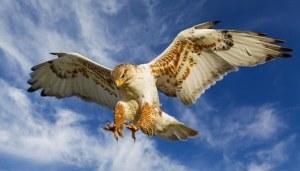 prey bird dangerous hawks birds spot eyesight