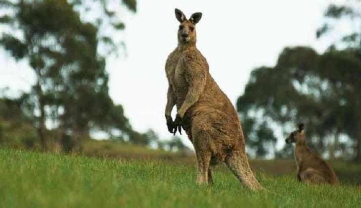 Dalam hukum Islam, apakah daging kangguru halal untuk dimakan? - Quora