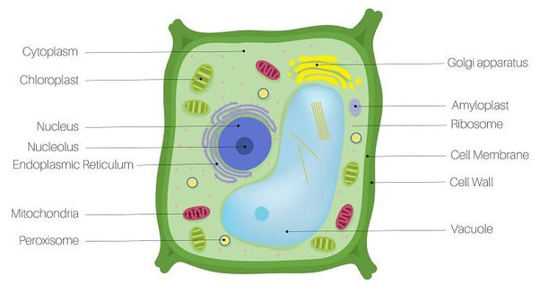How To Draw A Plant Cell Step By Step - Plant Cell The Definitive Guide Biology Dictionary