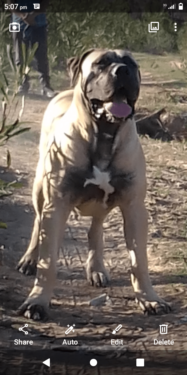 4 weeks at the time of filming. Can I Breed A Boerboel Female With A Cross Boerboel Pitbull Quora