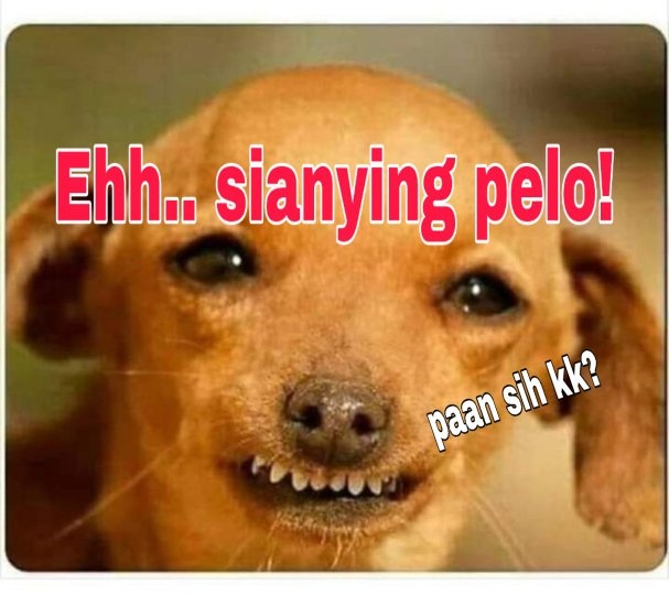 Apa arti istilah kata &lsquo;pelo&rsquo;? - Quora