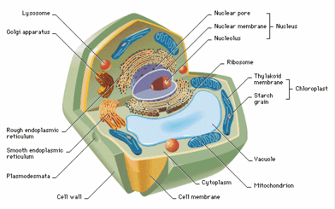 Cellular membranes consist mainly of phospholipid assembled into a stable. Do Plant Cells Have A Plasma Membrane Quora