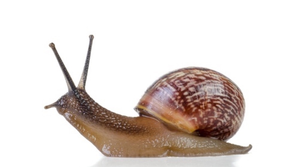 How To Tell If Snail Is Dead Or Sleeg How Long Do Snails Sleep.