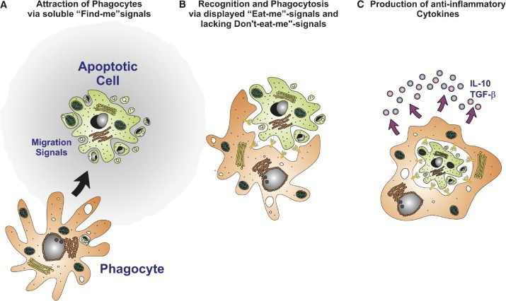Apa fungsi dari RE kasar dan RE halus pada retikulum endoplasma? - Quora