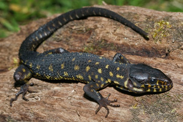 Types Of Pet Monitor Lizards