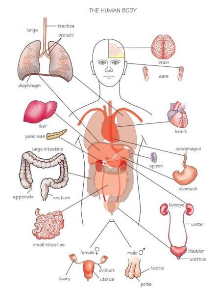 One of two bean shaped organs located in the lower back (of people) that are responsible for the production of urine as they filter the blood. What organs are on the right side of your back? - Quora