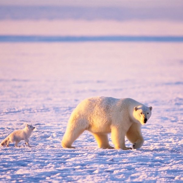 Tu cliques sur le logo d'image pour faire une recherche avec une image. Quel Sont Les Changements Psychologiques Et Psychiques De L Ours Ou Autre Animal Pendant L Hiver Quora