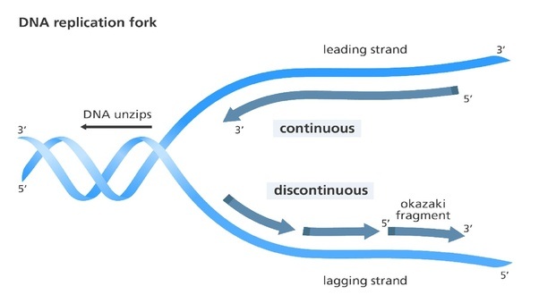 What is the difference between leading and lagging strands ...