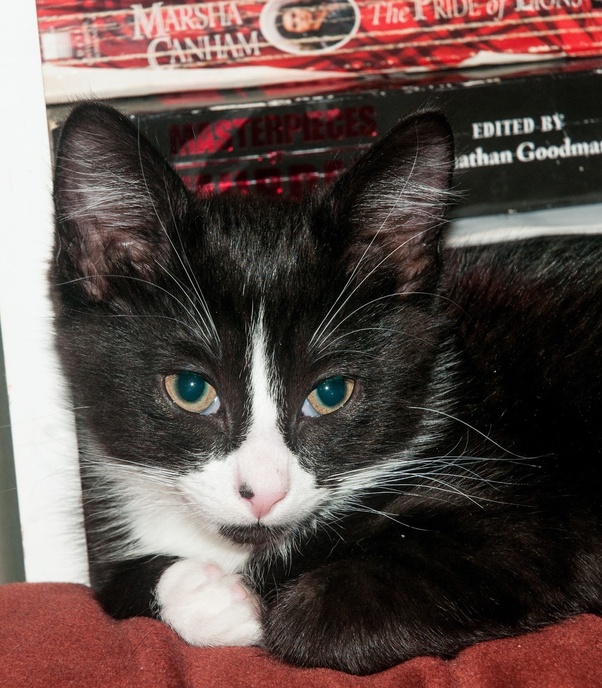 What's a good name for a black and white cat?