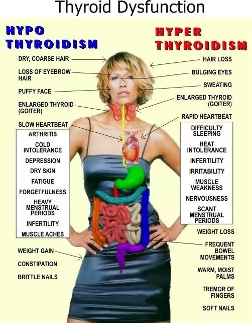 pic What Is Fast Metabolism Mean quora