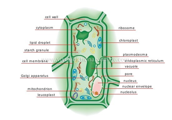 We did not find results for: What Are The Shape Of Plants Cells And Animal Cells Quora