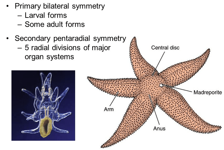 Mengapa ada begitu sedikit asimetri di alam? Mengapa tidak ada hewan yang  memiliki dua lengan di satu sisi atau semacamnya? - Quora