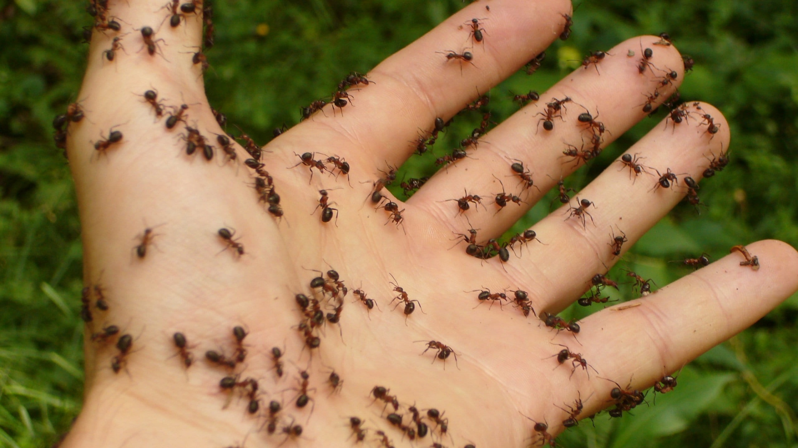 Mengapa semut api kalau mengigit sampai berhari-hari sembuhnya? - Quora