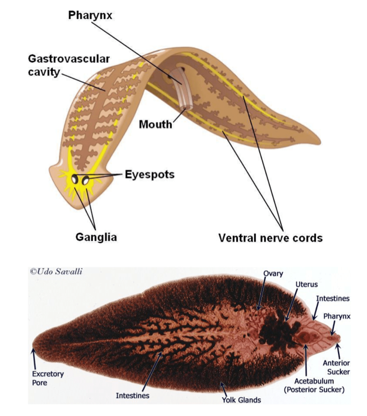 Their digestive system is intracellular, meaning that their digestive system occurs inside a cell. Why Do Flatworms Have No Digestive Systems Quora