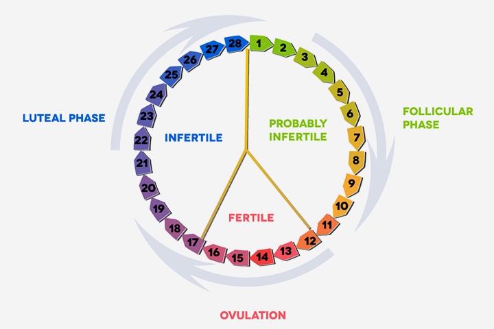 Bisakah Anda hamil selama fase luteal Anda? - Quora