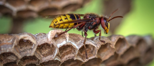 Apa arti kata &lsquo;knidofobia&rsquo;? - Quora