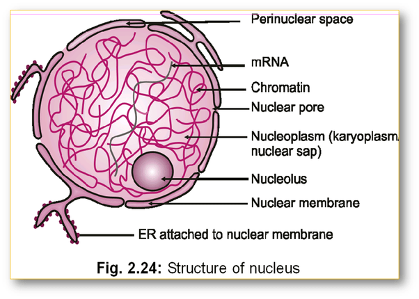 What is the function of the nucleus in an animal cell. In An Animal Cell What Does The Nucleus Do Quora
