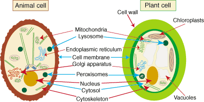 What are the similarities between a plant and animal cell. What Are Some Examples Of The Similarities Of A Plant And Animal Cell Quora