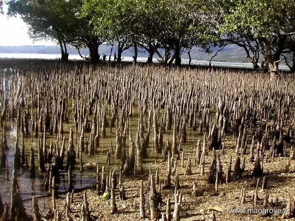 Negatively Geotropic Roots Are Found In 