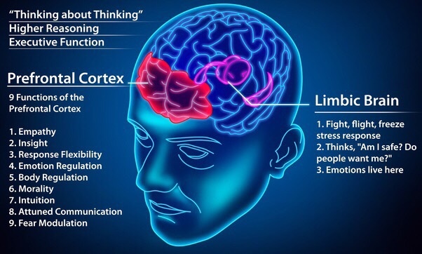 What are some good brain exercises for the prefrontal ...