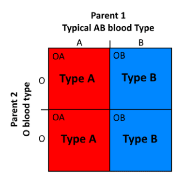 Mengapa perkawinan antara pasangan yang salah satunya bergolongan darah AB  tidak dapat menghasilkan keturunan bergolongan darah O? - Quora