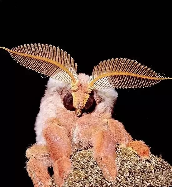 images Venezuelan Poodle Moth Lifespan quora