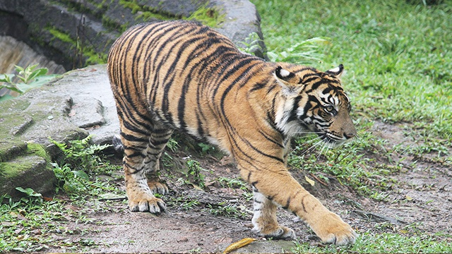 Apa yang membuat unik spesies Harimau sumatera? Sehingga banyak kebun  binatang di eropa dan amerika menjadikannya sebagai ikon di kebun binatang  mereka, seperti pemberitaan akhir2 ini. - Sahabat Satwa