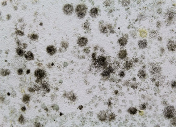 4 Signs Your Home Has Toxic Black Mold How To Get Rid Of It