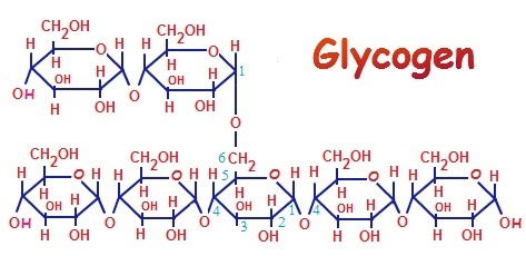Why is glycogen a complex carbohydrate? - Quora