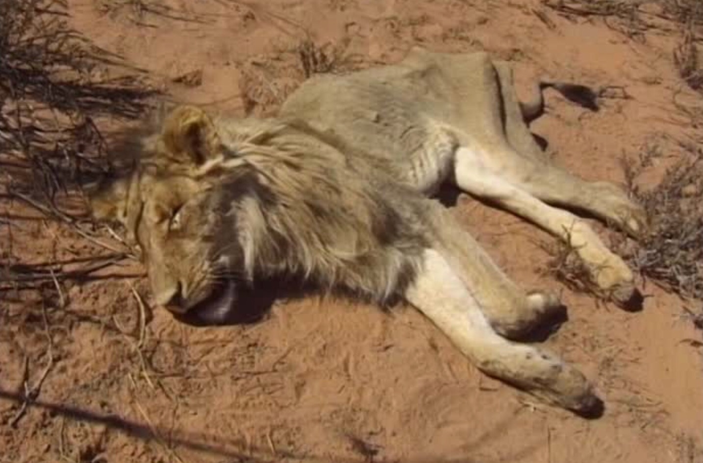 Apa sajakah fakta yang mengejutkan tentang singa? - Quora