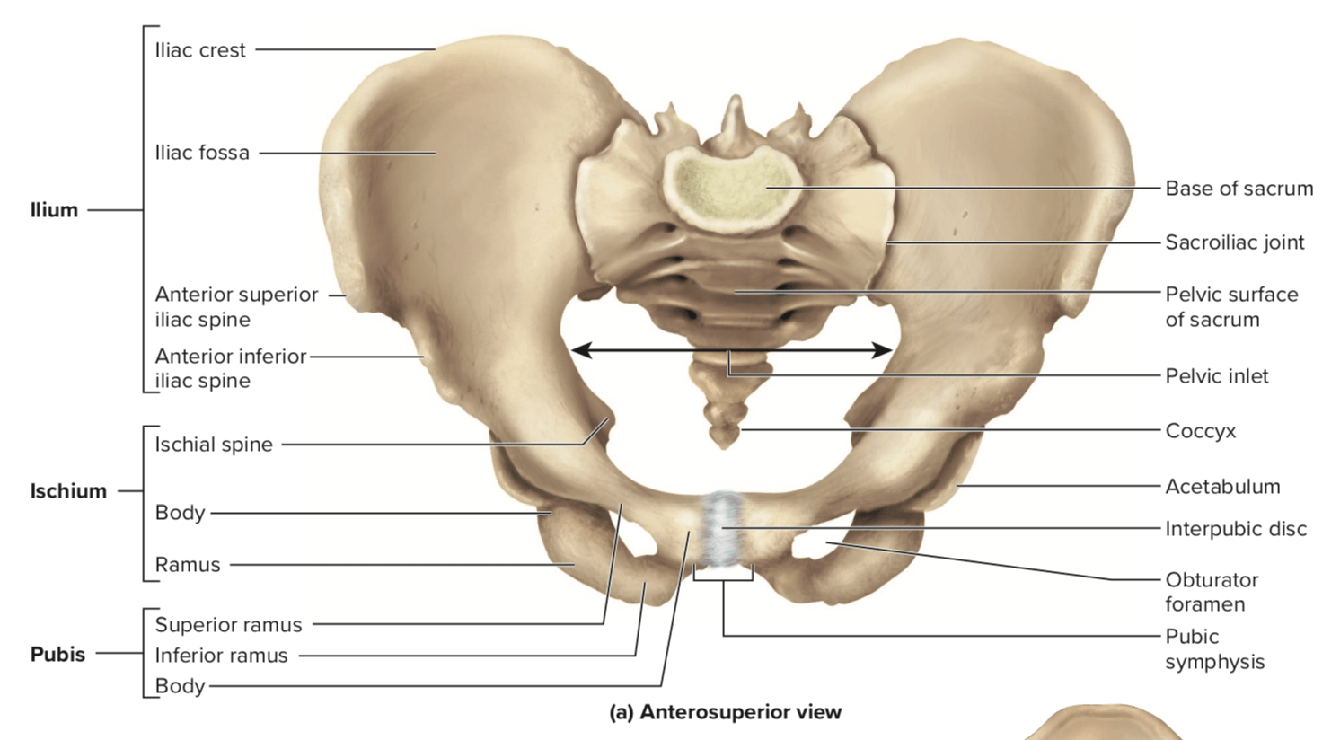 Hip anatomy · bones and joints · ligaments of the joint capsule · muscles and tendons · nerves and blood vessels that supply the bones and muscles of the hip . What Articulates With The Hip Bones Of The Pelvis Quora