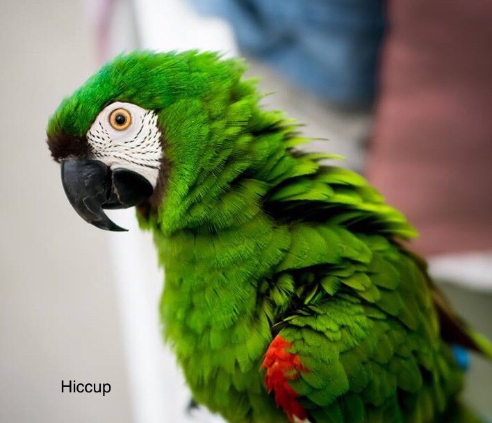 Green nz parrot , nz mountain parrot , large new zealand parrot. Do You Have A Parrot That Talks What Type Of Parrot Is It And What Does It Say Quora