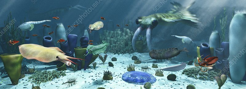 Apa itu periode Kambrium? - Quora